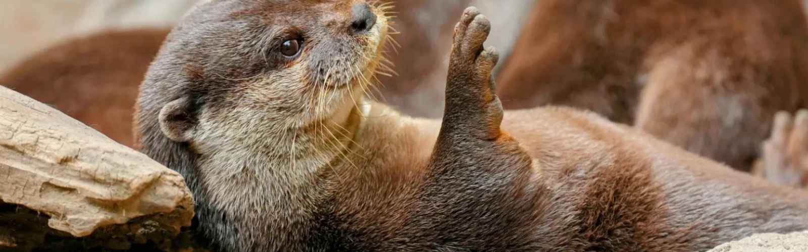 Wildlife Watching in Morro Bay: Best Places to See Sea Otters, Birds & Marine Life
