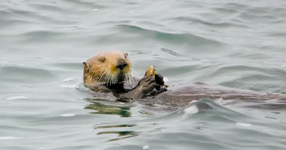 Morro Bay Hidden Gems: Local Secrets Every Visitor Should Know