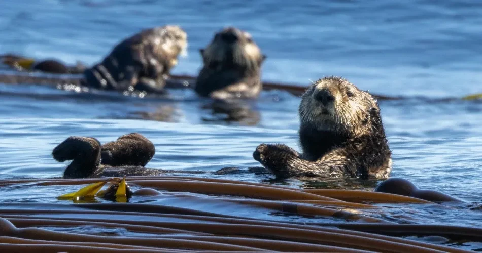 Wildlife Watching in Morro Bay: Best Places to See Sea Otters, Birds & Marine Life