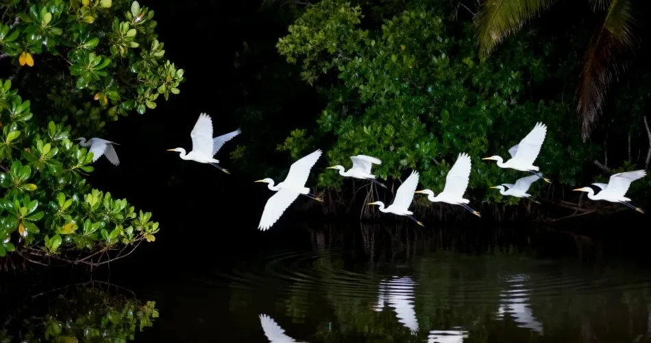 Wildlife Watching in Morro Bay: Best Places to See Sea Otters, Birds & Marine Life