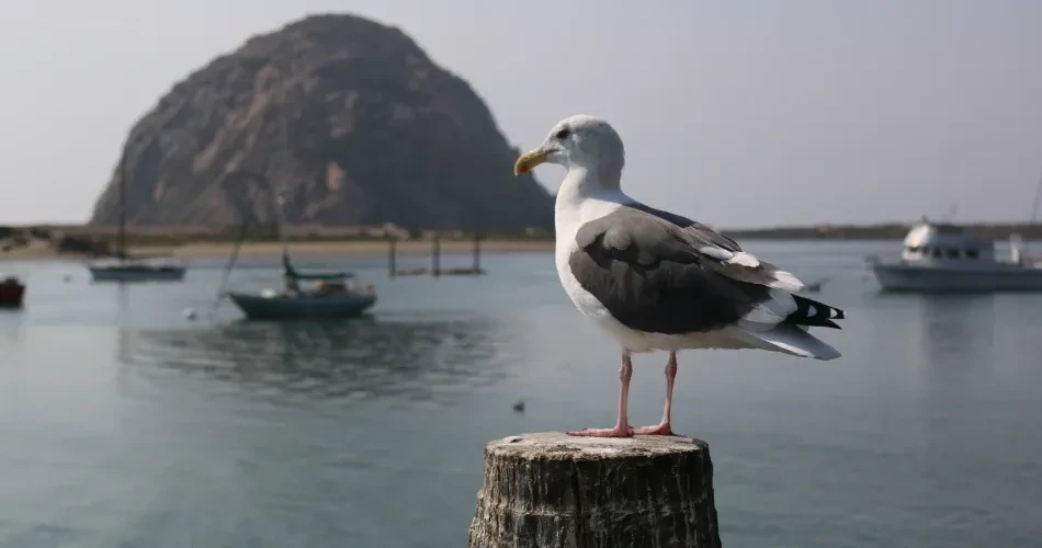 Wildlife Watching in Morro Bay: Best Places to See Sea Otters, Birds & Marine Life